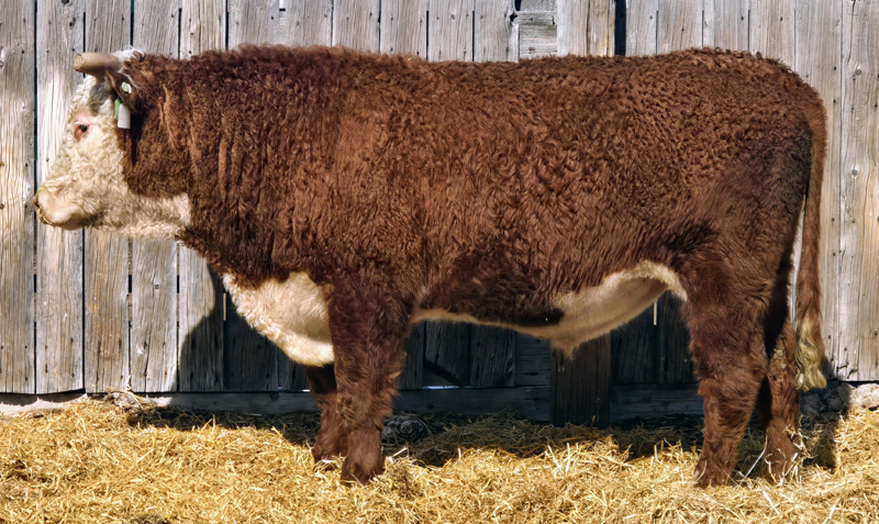 MF 1206J ADVANCE LAD 419M