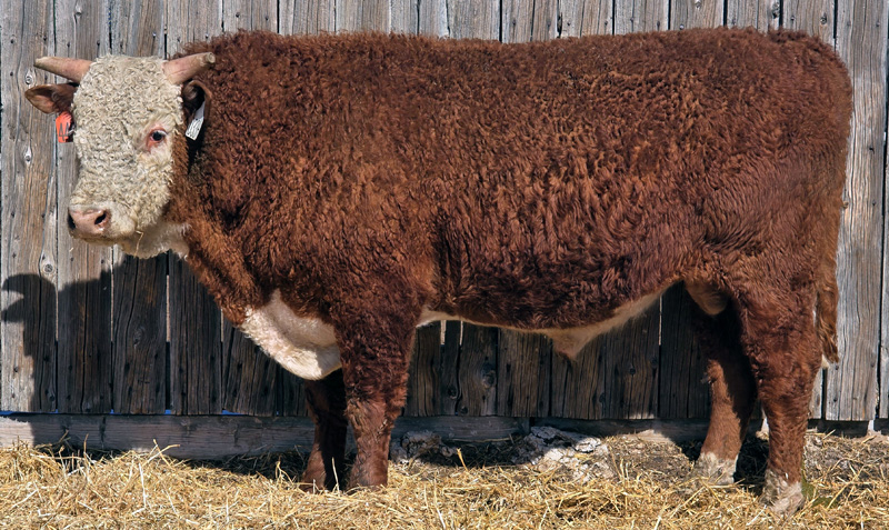 MF 1206J ADVANCE LAD 440M