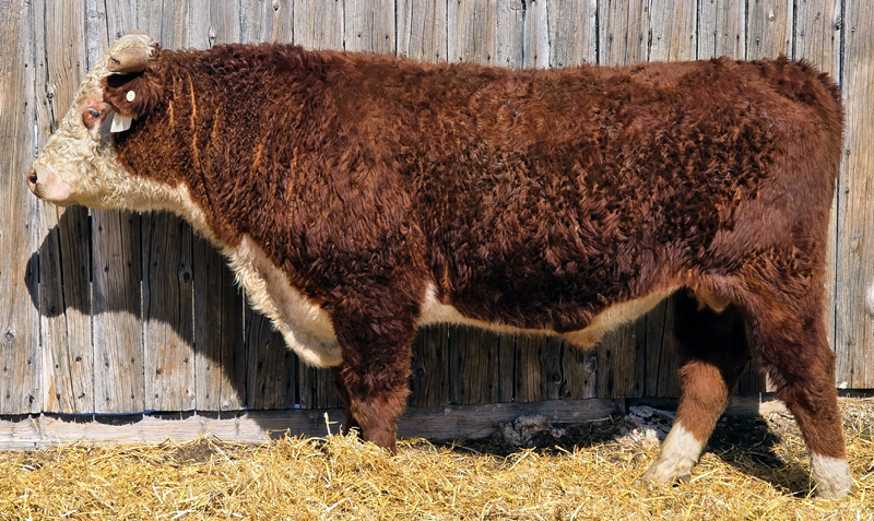 MF 1206J ADVANCE LAD 441M