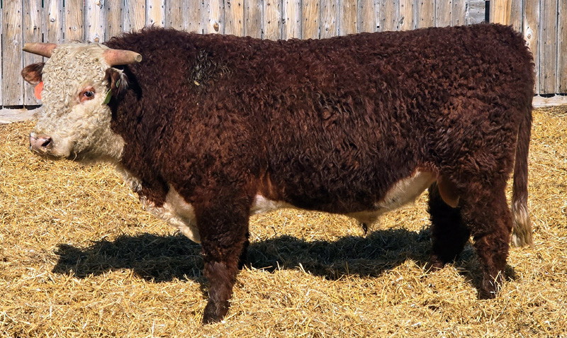 MF 1206J ADVANCE LAD 446M