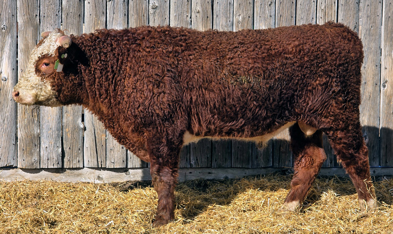 MF 1206J ADVANCE LAD 476M