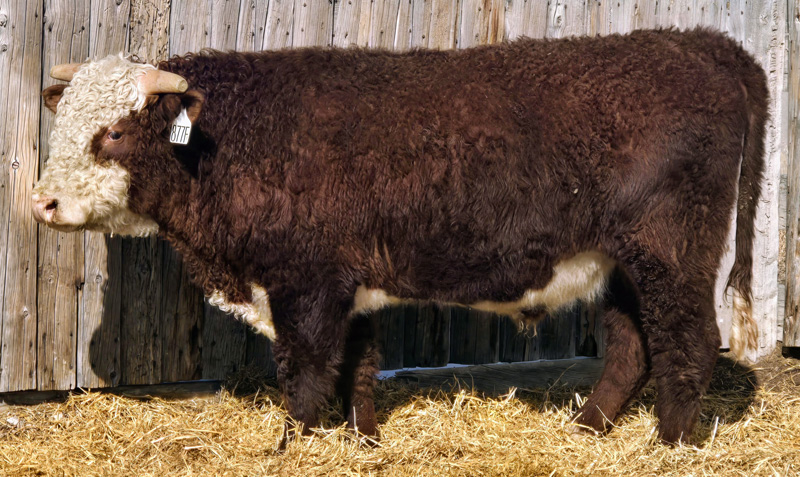 MF 1206J ADVANCE LAD 487M