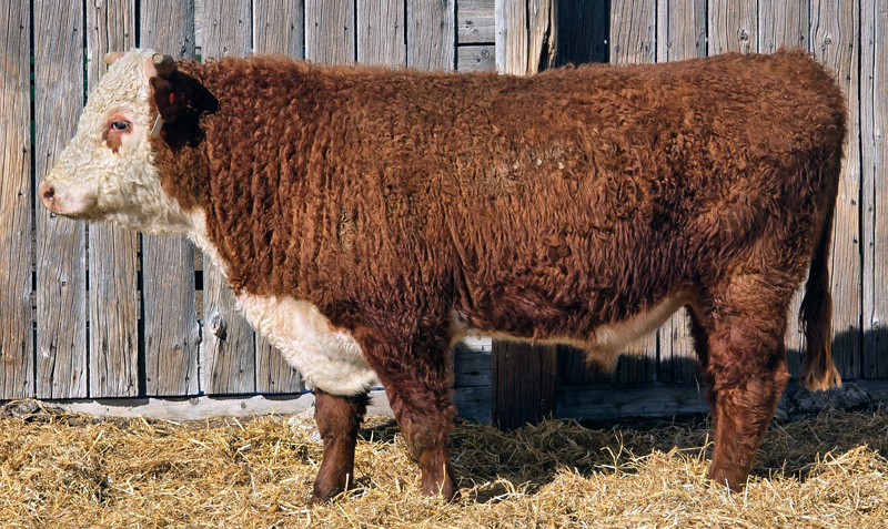 MF 1206J ADVANCE LAD 490M