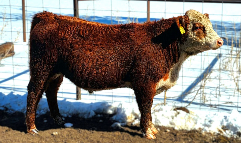 HAF RIB PROSPECT 518